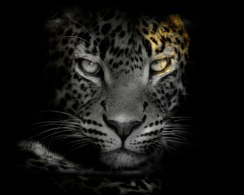 Pedro Jarque Krebs and Shirli Jade Carswell help us explore a new wilderness paradise, immortalising ferocious and isolated beauties, captured in their most secret intimacy.